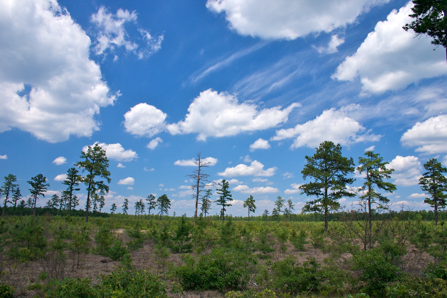 Wharton State Forest: A Quick Guide