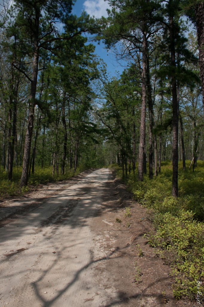 NJPineBarrens.com – The Pine Barrens… One Click Away!